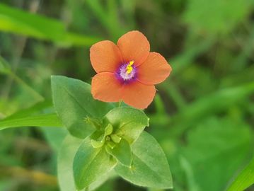SCARLET PIMPERNEL
Truth
Health
Protection
