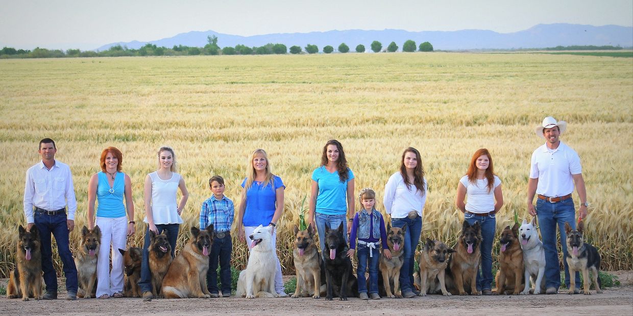 Abbott's German Shepherd dogs, GSD puppy, All Shepherd colors, Long and short coat German Shepherds 