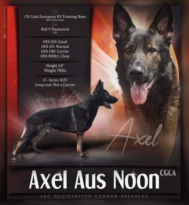 What Does It Mean If A Dog Is A Dm Carrier