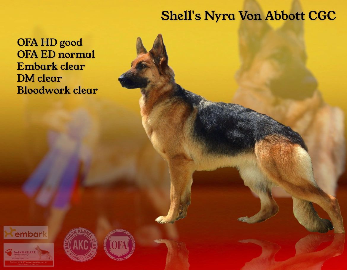 what-does-it-mean-if-a-dog-is-dm-clear