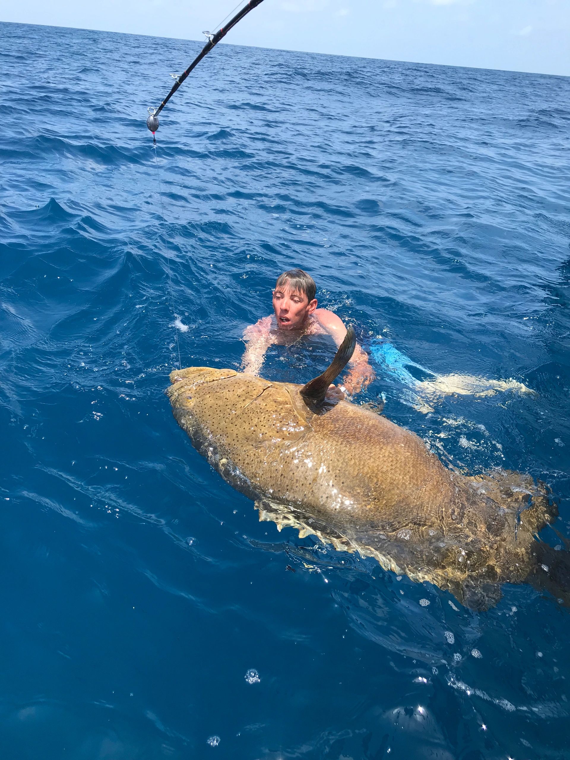 Goliath grouper/ Sharks