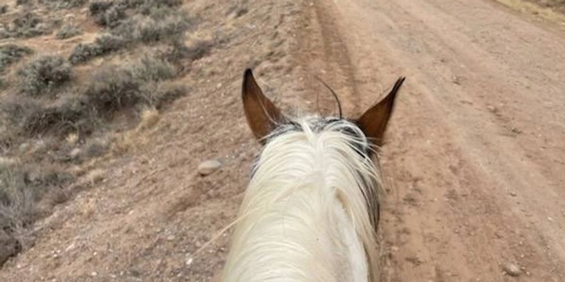 View from horseback on a dirt trail surrounded by dry vegetation.
