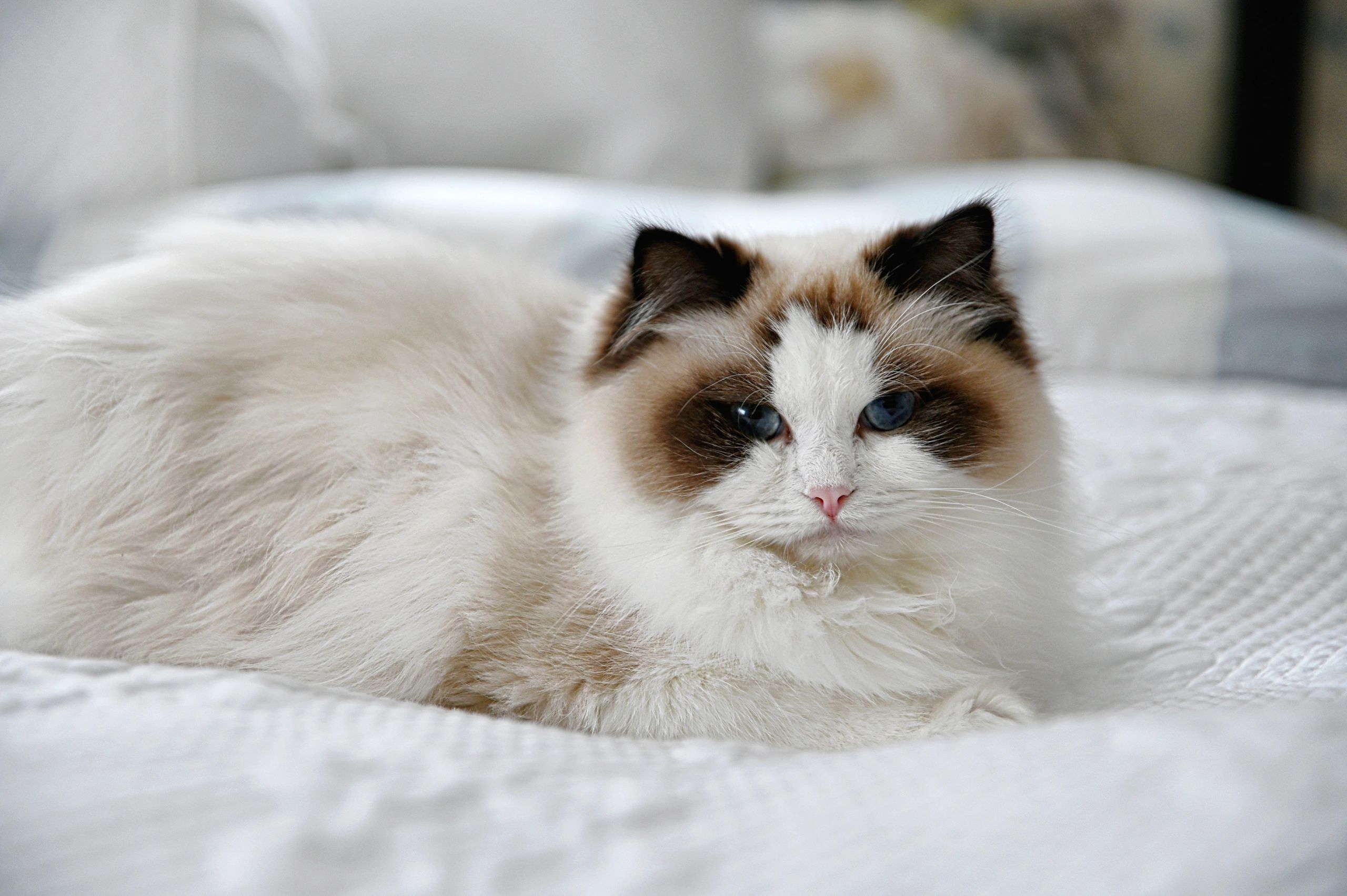 QUEEN 
WESTA 
Seal Point Bicolor Ragdoll  (RAG n 03) 
 2/16/2021