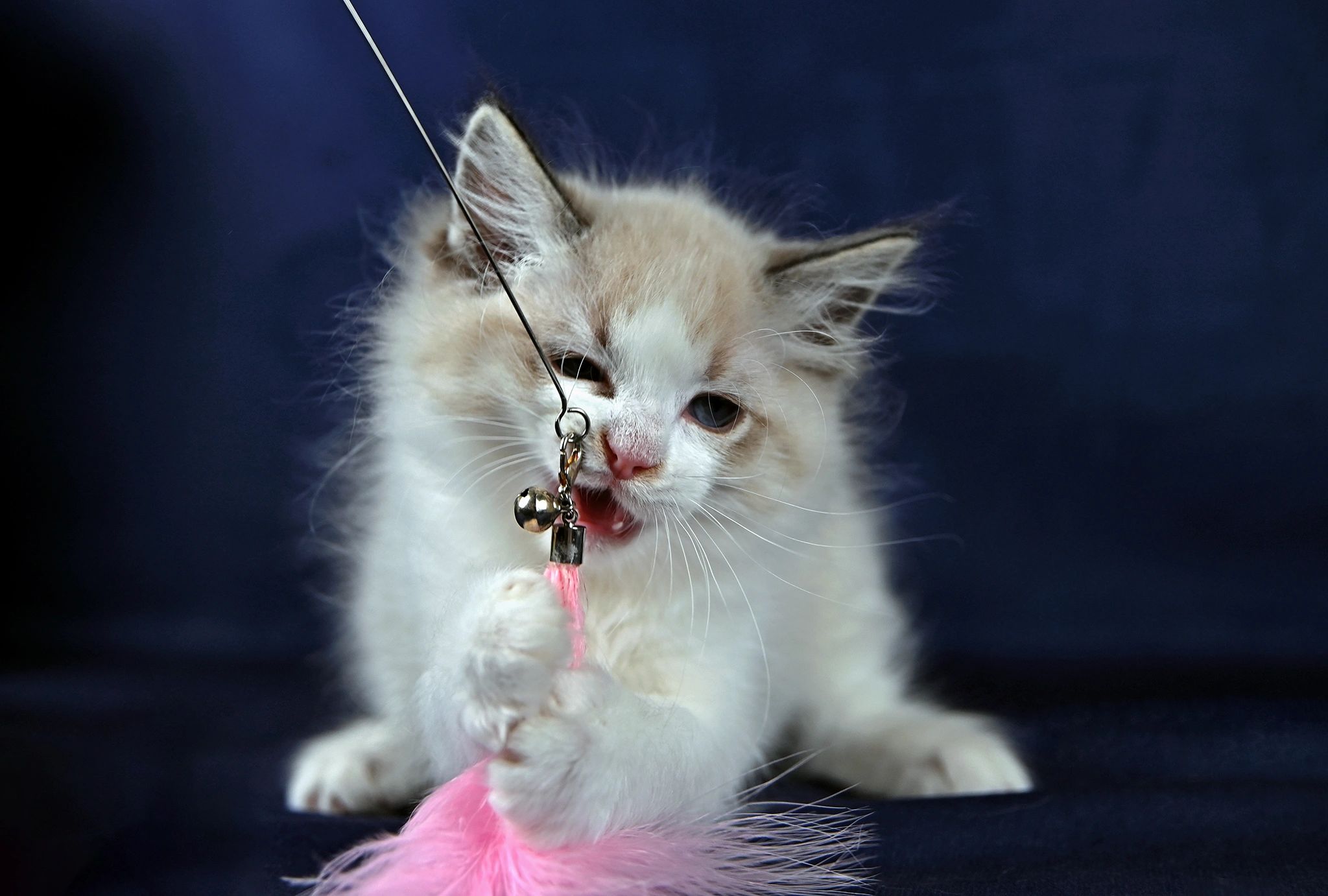 R Ragdoll Cat If I Didn’t Have My Ragdoll Cats