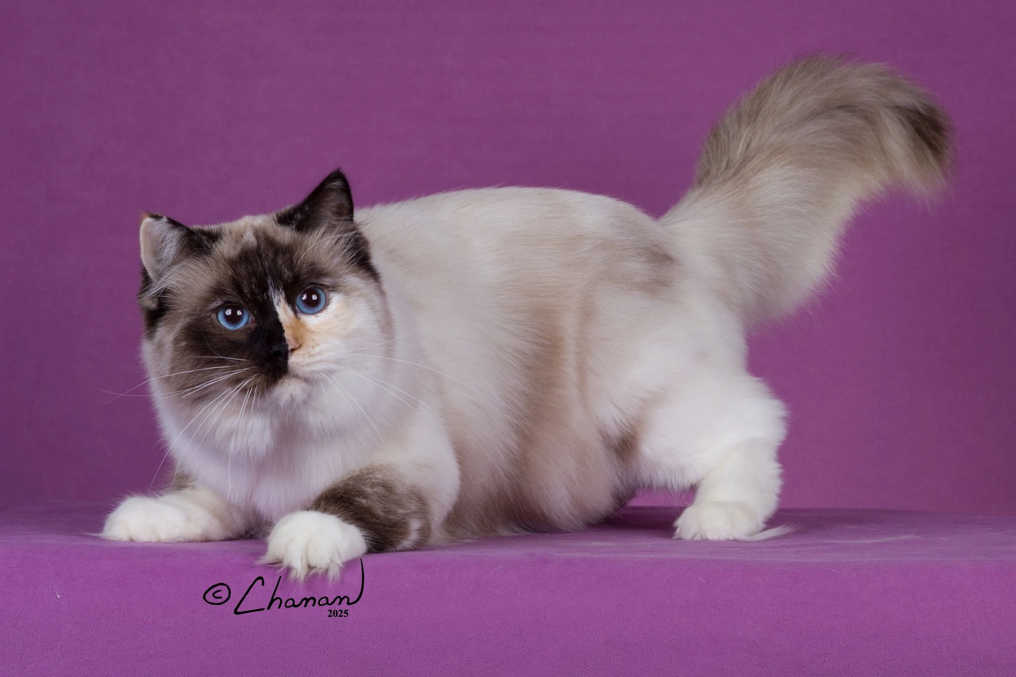 Ragdoll Breeders In Washington State