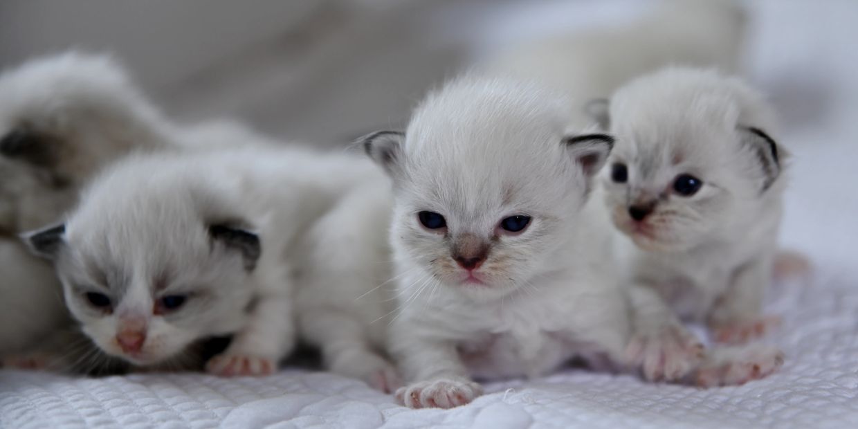 #ragdollkittensnearme #ragdollinseattle #ragdollinportland #ragdollkittensforsale #kittensnearme