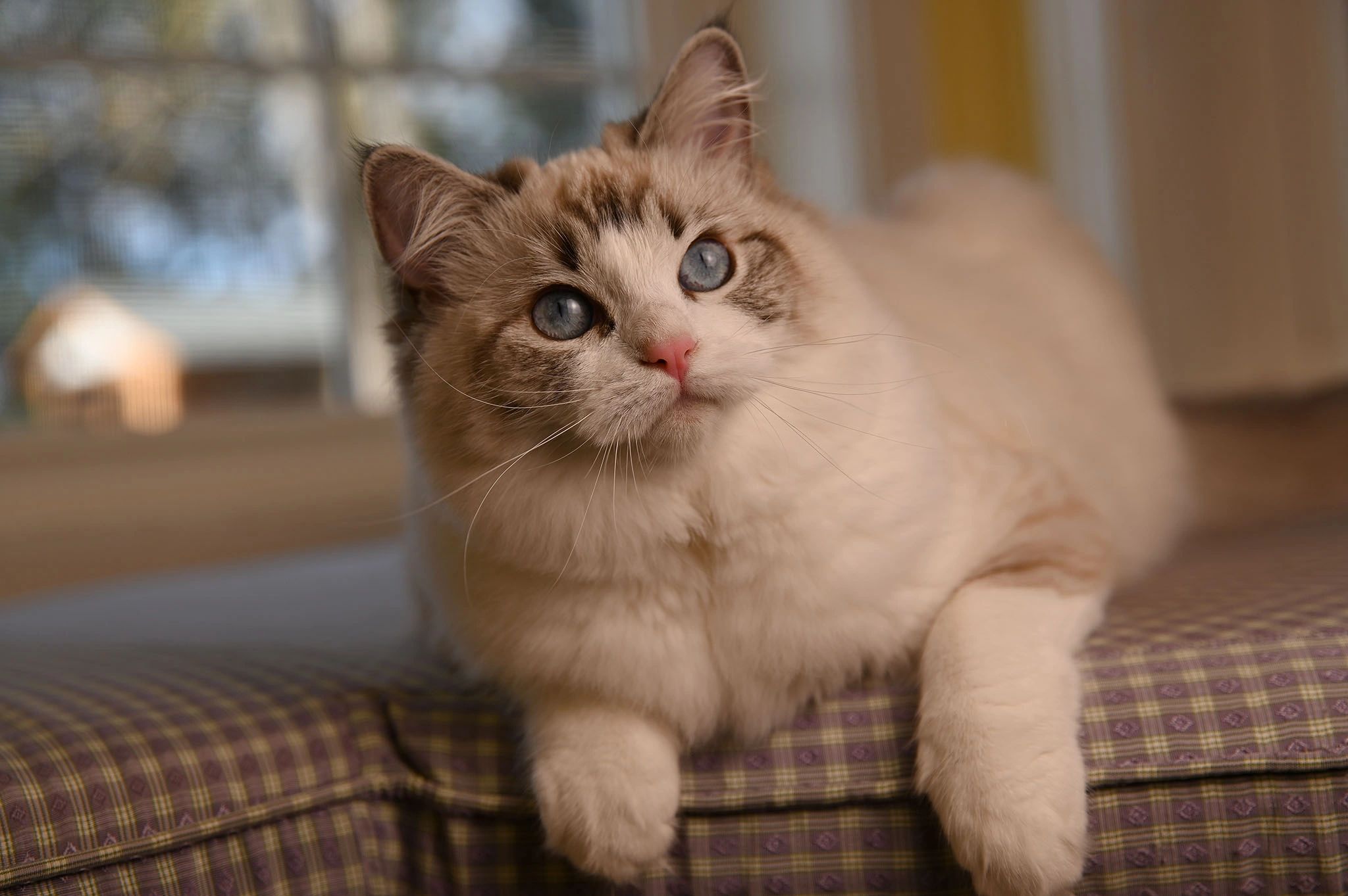 #SealBicolorRagdoll
#SealPointWhiteRagdoll
#ragdollcatteryWashington
#ragdollcatteryOregon
#BestCat