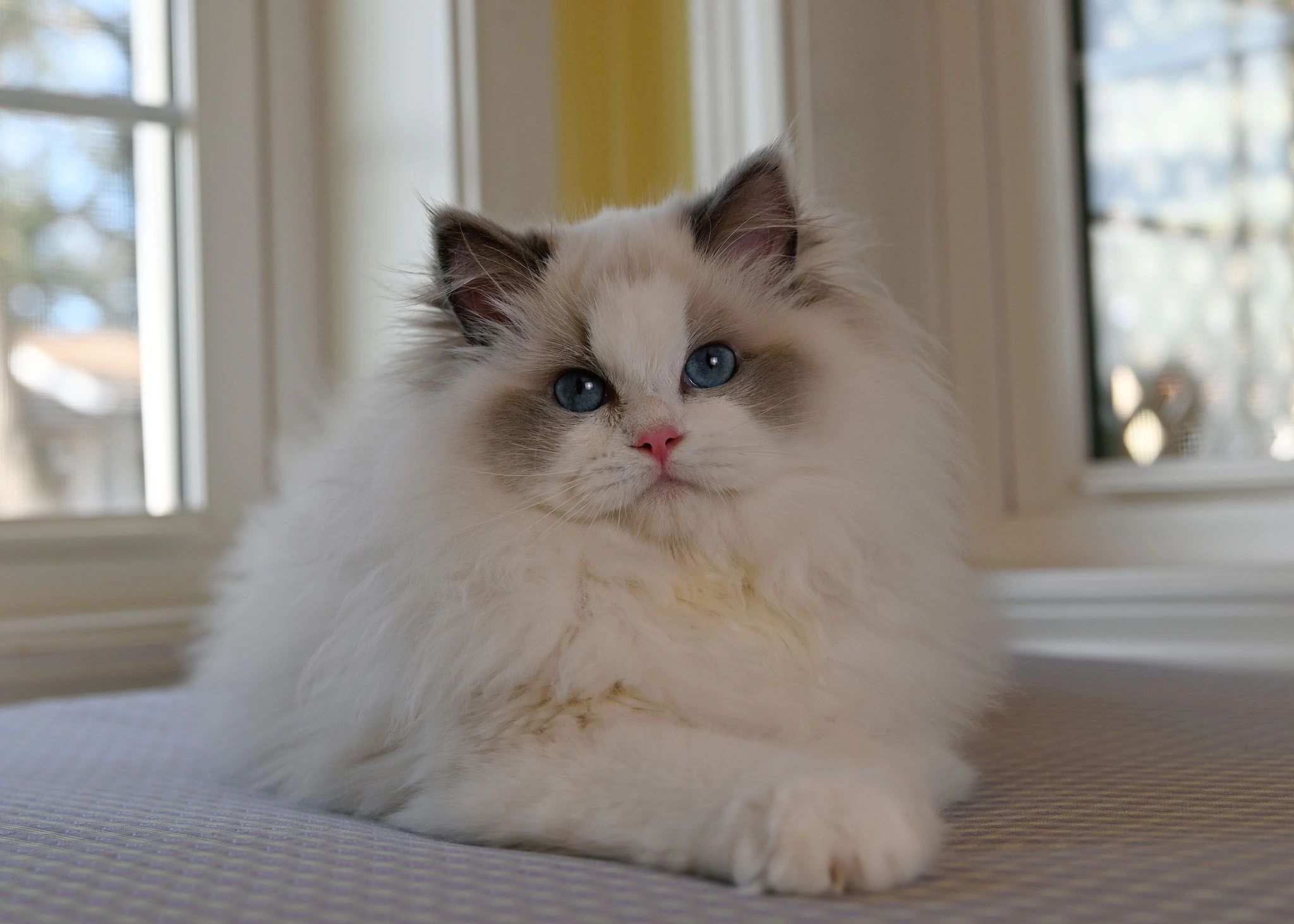 #BlueBicolorRagdoll
#BluePointWhiteRagdoll
#ragdollcatteryWashington
#ragdollcatteryOregon
#BestCat