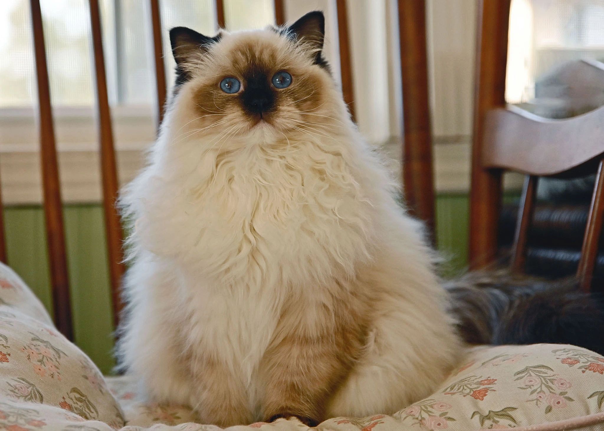 #sealmittedragdoll #mittedragdoll #ragdollkittenforsale #ragdollwashington #ragdollnearme #ragdoll