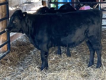 A black Dexter heifer standing inside a barn on straw bedding