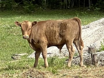 A young dun Dexter bull calf standing on grass near a rock and trees.