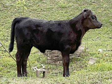A young black Dexter heifer standing on grass next to a cinder block.