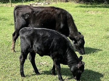 A black Dexter calf grazing on green grass in a sunny field with her dam