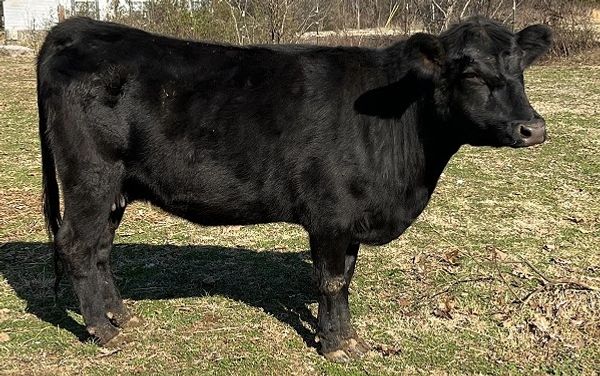 Country Lane Farm photo 4