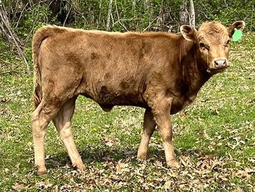 A young dun Dexter heifer calf standing on grass and leaves in a natural setting.