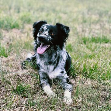 Blue Merle Australian Shepherd