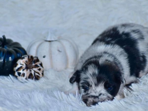 Blue Merle Australian Shepherd Puppy 