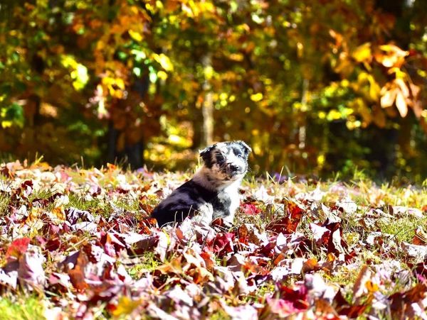 Blue Merle Australian Shepherd Puppy