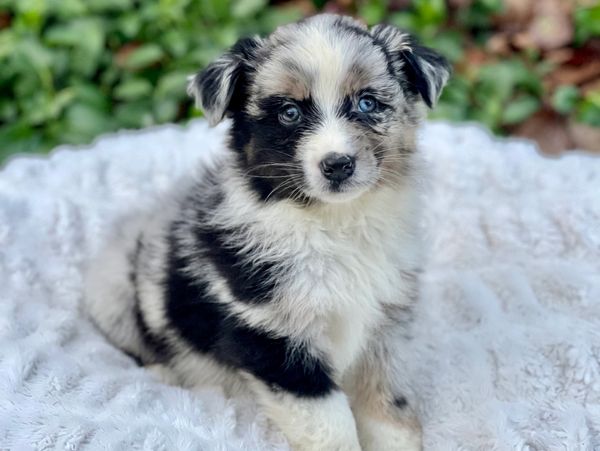 Blue Merle Australian Shepherd Puppy