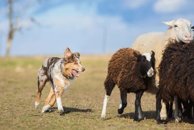 Australian shepherd herding 