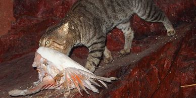 AJP, Animal Justice Party ,'Animal Justice Party', AJP