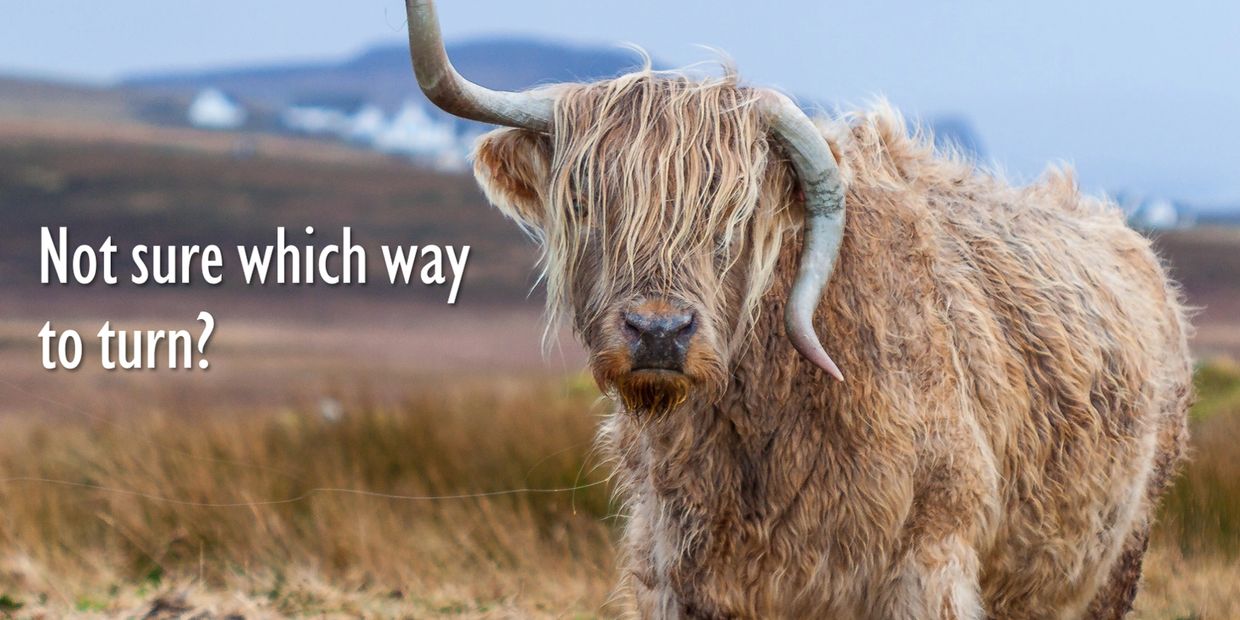 Hairy cattle with lopsided horns. Not sure which way to turn? Contact page image.