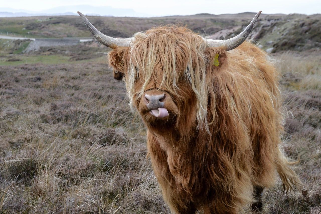 Highland cow with tongue out in a field.