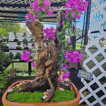 Bonsai for Beginners - Learn the Art of Bonsai