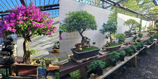 Bonsai for Beginners - Learn the Art of Bonsai