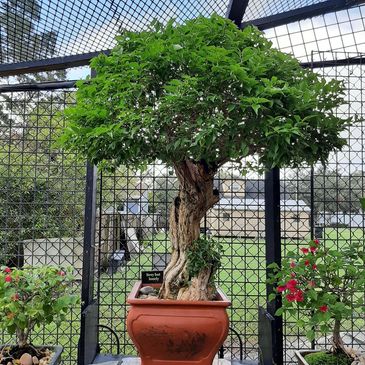 ficus alii bonsai Braided Ficus Alii Tree Form Multi Stem main image 0