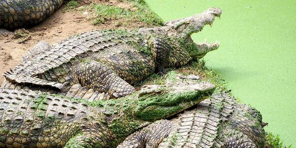 Image of crocodiles at the St Lucia Crocodile Centre in St Lucia South Africa