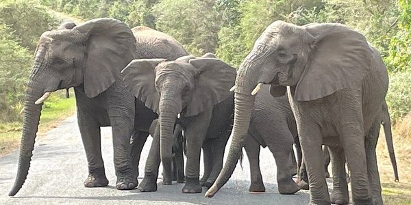 Image of elephants on the road in iSimangaliso Wetland Park during a guided tour