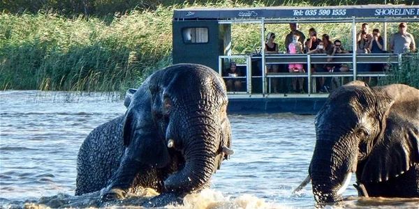 Image of African elephants in the estuary in St Lucia South Africa