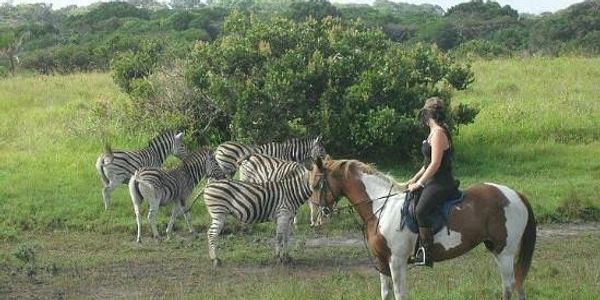 Image of a horserider beside zebras on a horse safari in iSimangaliso Wetland Park in St Lucia 