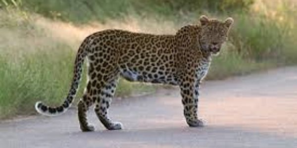 Image of leopard on the road in iSimangaliso park in St Lucia South Africa