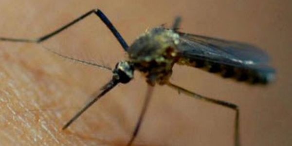 Image of a mosquito to highlight the low malaria risk in St Lucia South Africa