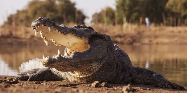 Image of Nile crocodile on the banks of the estuary in St Lucia South Africa