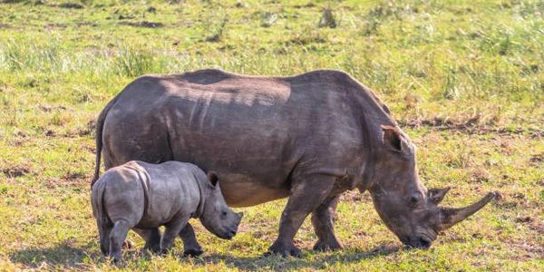 Image of mother and baby rhinos at Hluhluwe-iMfolozi park near St Lucia South Africa