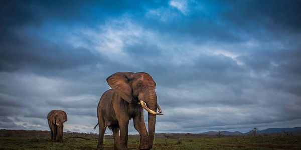 Image of elephants on a sunset safari tour at iSimangaliso Wetlands Park