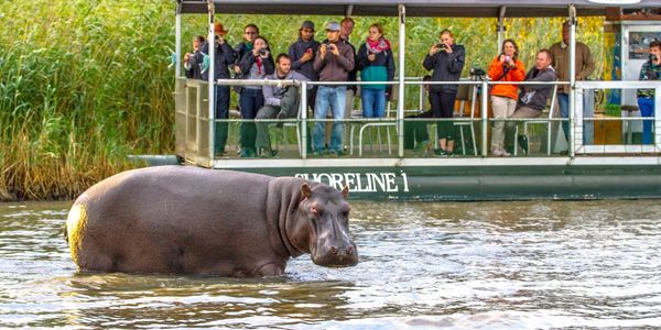 Image of hippos beside a boat in the estuary in St Lucia South Africa