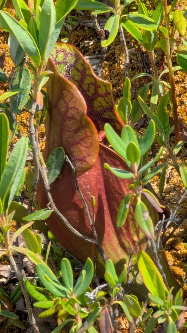 The Purple Pitcher Plant in the Bog.  It's a carnivorous plant.  One of 3 in the Bog