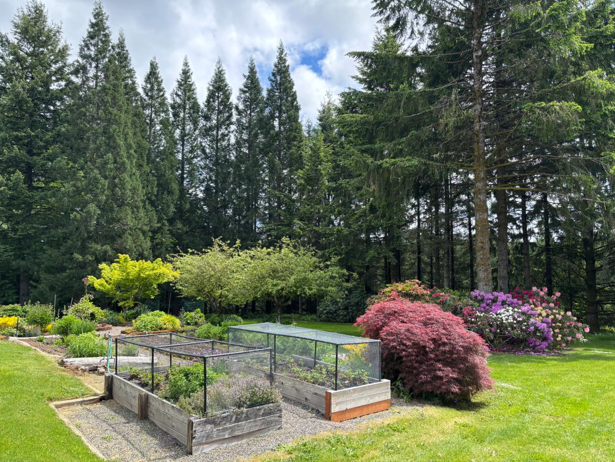 A vibrant garden with raised beds and colorful shrubs against tall pine trees.
