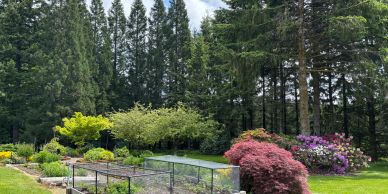 A lush garden with diverse colorful plants and tall pine trees in the background.