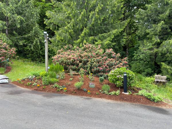 A freshly mulched garden bed with young plants beside a driveway and tall trees in the background.