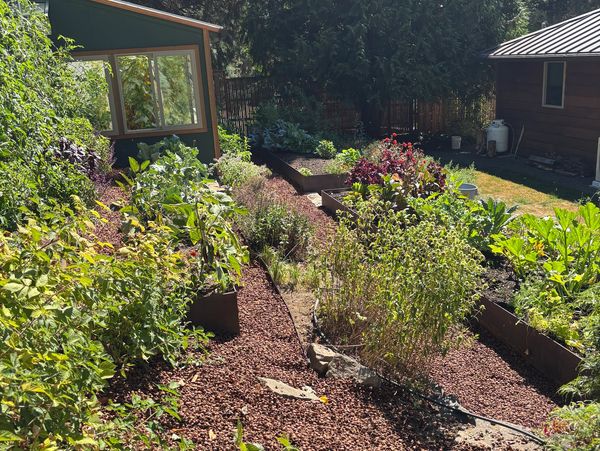 A sunny garden with raised beds and various plants growing.