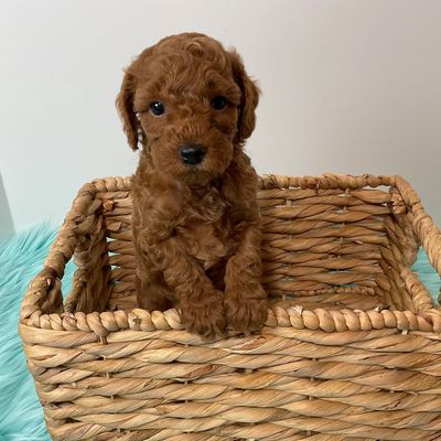 Poodles of Miami