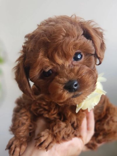 Poodles of Miami