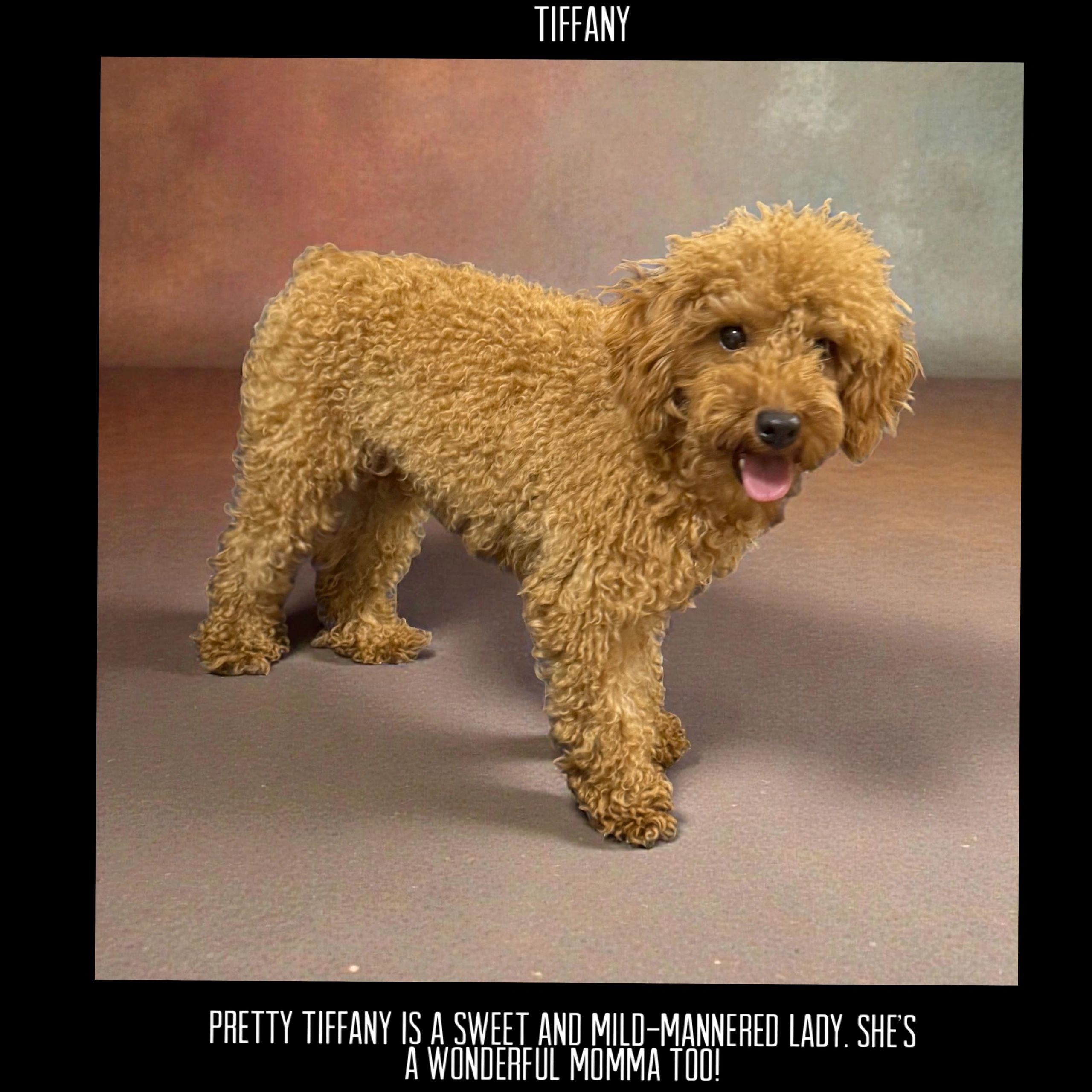 Curly-haired dog named Tiffany with a happy expression.