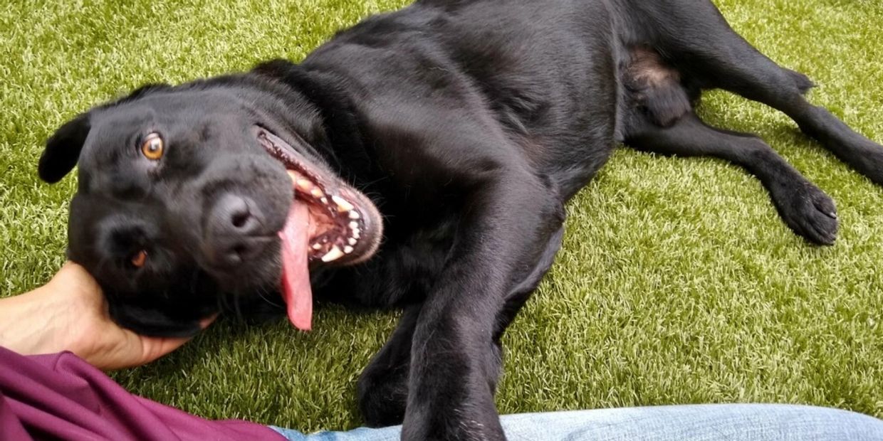 Black lab takes a break for cuddle time by the kiddie pool