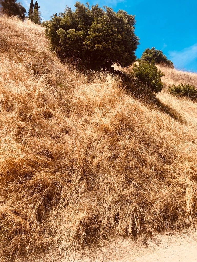 Brush Clearance and Weed Abatement